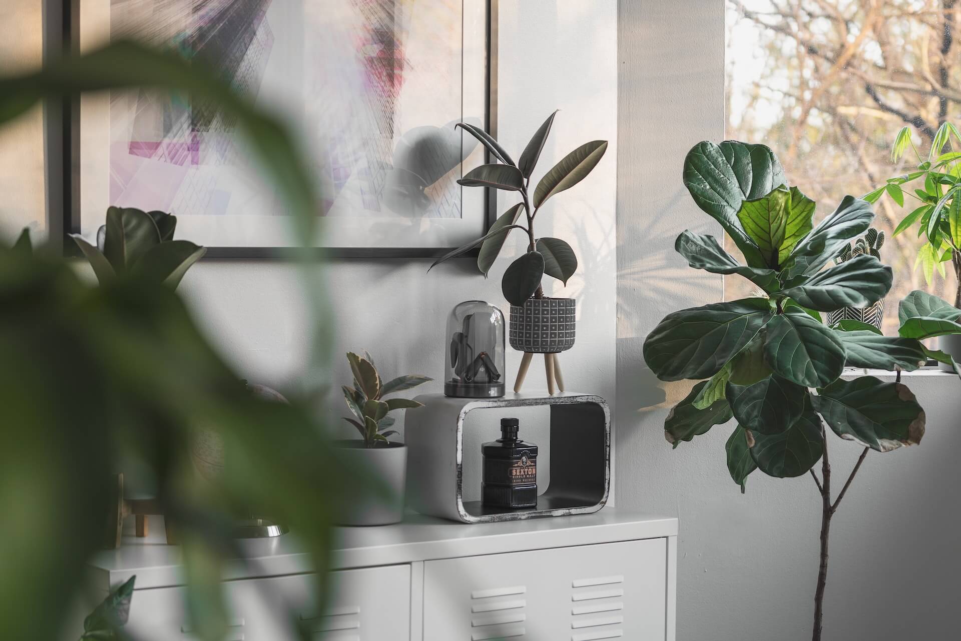 Decoracao Natural Como Usar Plantas para Transformar Seu Lar